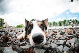 The Best Lens For Dog Photography 2020 Berkshire Dog Photographer