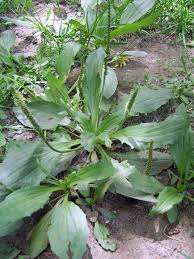 Image result for Plantago