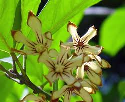 Image result for Cola pierlotii