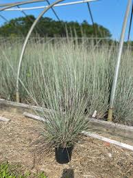 Image result for Schizachyrium jeffreysii
