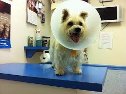 Maybe you would like to learn more about one of these? Six Low Cost Vet Clinics You May Want To Try Houston Press