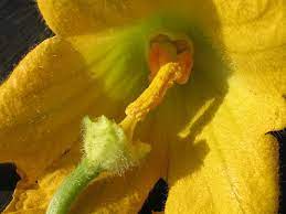 Maybe you would like to learn more about one of these? Hand Pollination Of Squash And Pumpkins