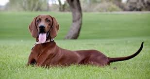 Scottish immigrants brought red foxhounds to america in the late 1700s, and they may have formed the basis of the breed. Redbone Coonhound Dog Breed Information And Pictures