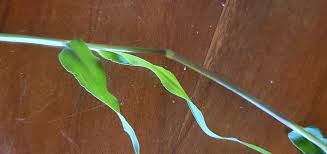 Image result for Eriochloa meyeriana