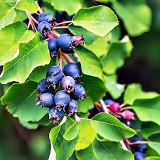 Starting out, i really wanted to share a post chock full of saskatoon berry recipes. Saskatoon Thiesson 3l Honeyberry Plants For Sale James Mcintyre Sons