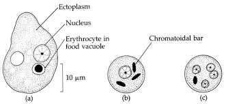 Related image