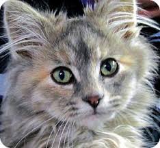 Every month, petco love hosts or sponsors adoption events nationwide. 27 Best Pictures Pet Adoption Brunswick Maine Latest Pets Up For Adoption At New Brunswick Area Shelters Rdcinternacional