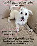 Once upon a time, we had the same struggle, and that's how sami came into our lives! Paris Westie Blend Puppy