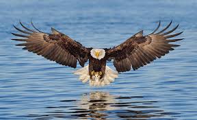 Black And White Flying Eagle Tattoo Wingspan Beautiful Eagle Pictures Bald Eagle Eagles