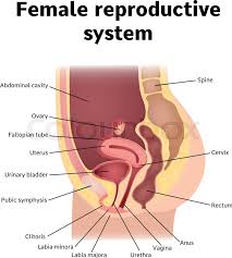 This pathway consists of the following Female Internal Genital Organs Stock Vector Colourbox