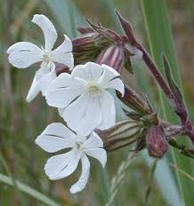 You can find interesting plants everywhere in britain and ireland. Silene Alba Plants Wildflower Seeds Flowers