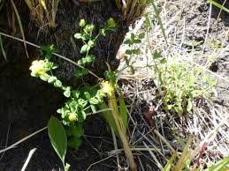 Image result for Hypericum peplidifolium