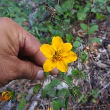 Image result for Sclerocarpus