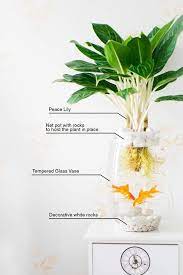 There Are Many Different Type Of Aquaponics Systems These Include Media Based Nft Nutrient Flow Techinque And Dwc Deep Water Aquaponics Fish Plants Plants
