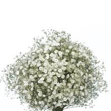 Note how full the leaves are. Babys Breath Flowers For Sale Express Delivery Globalrose