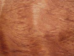 Image result for Guibourtia schliebenii