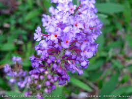 Buddleja Davidii Common Names Butterfly Bush Buddleia Summer Lilac Buddleja Davidii Butterfly Bush Garden Centerpiece