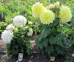 Pin On Jardineria