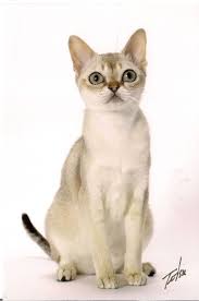 Breed Profile The Singapura Cat Breeds Purebred Cats Singapura Cat