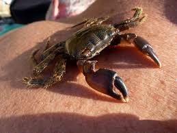 These blue crab facts include its habitat, diet, and reproduction. Black Crab Syndrome Part 1