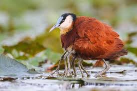 Bird With Orange Feathers Under Wings Freaky Spider Bird Or An African Jacana With Babies Under Wing Bird African Adorable