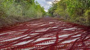 Same to the wobu crab which is the however, coconut crabs are protected on christmas island, where it is illegal to hunt and eat them. Christmas Island Red Crab Invasion 2019 Youtube