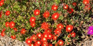 Check spelling or type a new query. Red Flowers On A Succulent Stock Photo Picture And Royalty Free Image Image 99355569