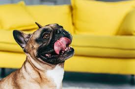This is harder than teaching your dog to never get on the couch. How To Train Your Dog To Stay Off The Furniture Conway Furniture