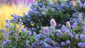 Image result for Celosia stuhlmanniana