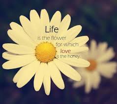 They are so fragile that even a harsh touch can disrupt their beauty they need special care and love. 35 Beautiful Flower Quotes To Celebrate Life Hope And Love