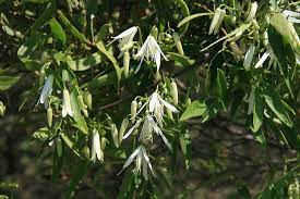 It is especially problematic in the east and lower midwest. Clematis Flammula Weedbusters