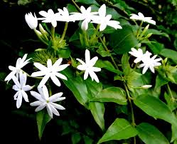 Image result for Jasminum multiflorum
