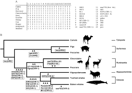 .support a phylogeny that places cetacea (that is, whales, dolphins, porpoises) as the sister group to the extinct family raoellidae, and hippopotamidae as more closely related to pigs and peccaries (that is, suina) than hippopotamus and whale phylogeny. Phylogenetic Relationships Among Cetartiodactyls Based On Insertions Of Short And Long Interpersed Elements Hippopotamuses Are The Closest Extant Relatives Of Whales Pnas