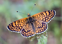 Image result for Melitaea cinxia