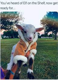 Goat In A Coat Cute Goats Cute Baby Animals Baby Animals