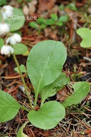 Image result for Rinorea elliptica