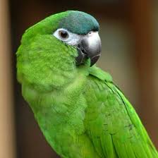 green parrot posts facebook green parrot posts facebook