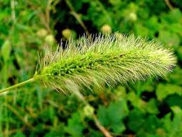 Image result for Setaria viridis
