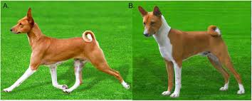 To get started finding brooke shields gary gross pretty baby photos , you are right to find our website which has a comprehensive collection of manuals listed. Chromosome Length Genome Assembly And Structural Variations Of The Primal Basenji Dog Canis Lupus Familiaris Genome Biorxiv