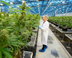 Excellent balance sheet with limited growth. Hexo Reaches Friendly Deal To Buy Newstrike In All Stock Deal Valued At 263 Million The Star