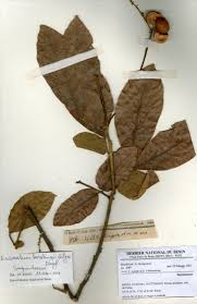 Image result for Eriocoelum