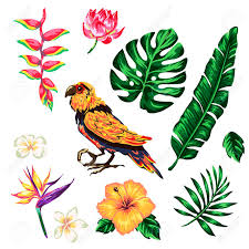 Check spelling or type a new query. Tropical Collection With Exotic Flowers And Leaves Vector Design Isolated Elements On The White Tropical Flowers And Parrot Summer Background With Tropical Flowers Royalty Free Cliparts Vectors And Stock Illustration Image 114776494