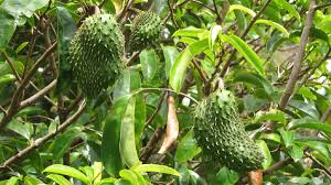 Sehabis melampaui bermacam riset, nyatanya khasiat daun. 10 Khasiat Durian Belanda Yang Perlu Anda Tahu The Diagnosa