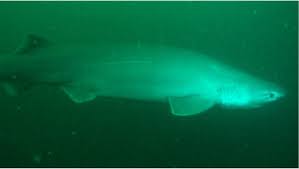 Check spelling or type a new query. We Love Scuba Diving In Howe Sound And You Should Too