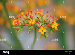 Image result for Kalanchoe lateritia