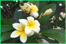 Daunnya biasanya licin, karena mengandung lapisan lilin. 10 Bunga Yang Paling Wangi Hadirkan Keindahannya Di Tamanmu Ekor9 Com Ekor9 Com