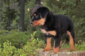 She was already named amalia by the breeder and from the day we reserved it is so hard to choose the right name for your puppy as it will stay with it forever and you will want it to be music in your ears. Rottweiler Names 100 Great Ideas For Naming Your Rottie