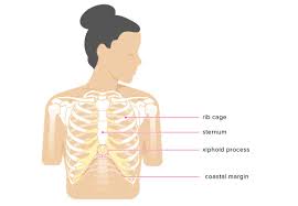 The ribcage is connected to the rest of the human skeleton via the spine. Xiphoid Process Pain Lump Removal And More