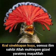 Vildan El Sanatlari Guzel Kuslar Hayvanlar Kus