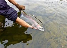 Beulah Blog - Page 2 of 7 - Beulah Fly Rods